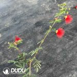 Calliandra eriophylla - Image 2