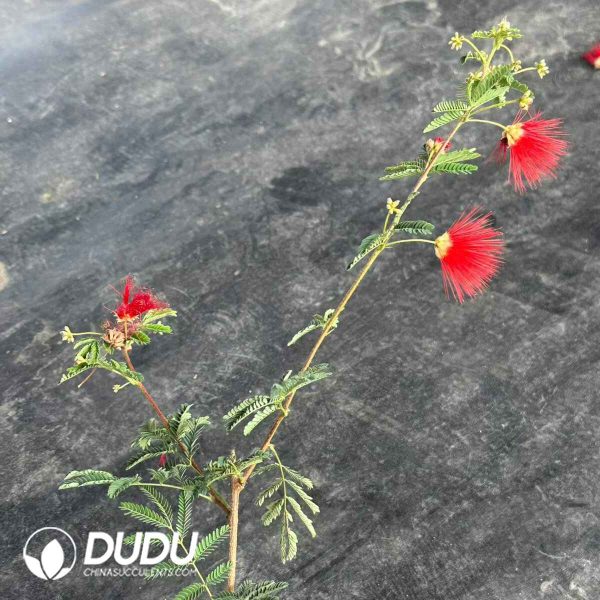 Calliandra eriophylla - Image 2