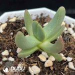 Rhinephyllum muirii