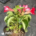 Adenium obesum 'Medusa'