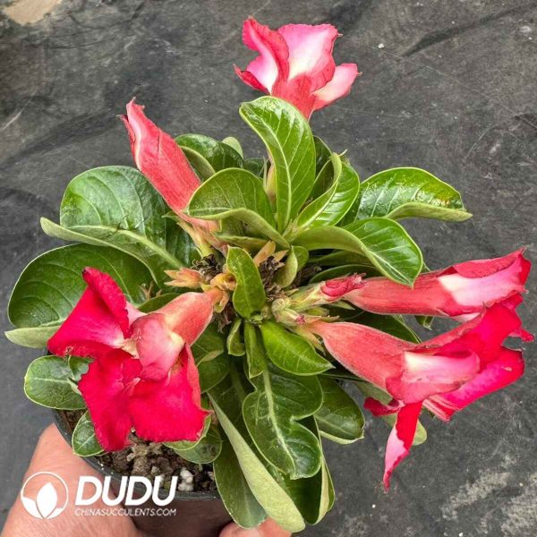 Adenium obesum 'Medusa' - Image 2