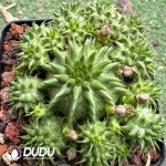 Euphorbia susannae