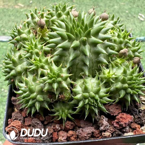 Euphorbia susannae - Image 2