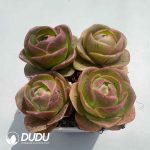 Aeonium Greenovia Diplocyclum (4pcs/pot)