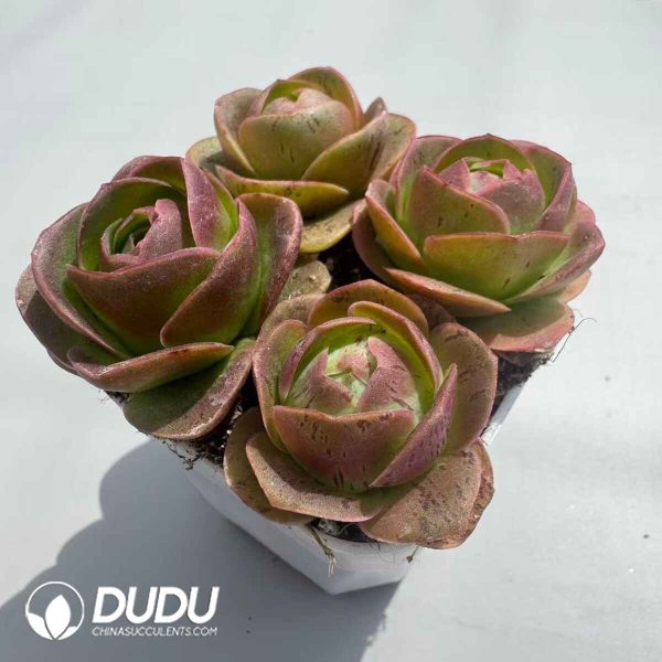 Aeonium Greenovia Diplocyclum (4pcs/pot) - Image 2
