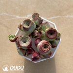 Aeonium Greenovia Simsii (4pcs/pot)