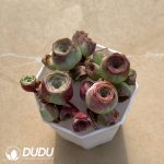 Aeonium Greenovia Simsii (4pcs/pot) - Image 2