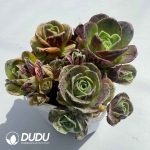 Aeonium Greenovia Simsii (4pcs/pot)