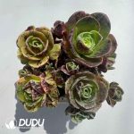 Aeonium Greenovia Simsii (4pcs/pot) - Image 2