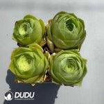 Aeonium Greenovia Love Letter (4pcs/pot)