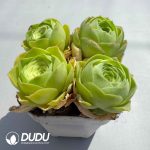 Aeonium Greenovia Love Letter (4pcs/pot) - Image 2