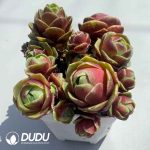 Aeonium Greenovia Red Velvet Clustering (4pcs/pot)