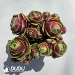 Aeonium Greenovia Red Velvet Clustering (4pcs/pot) - Image 2