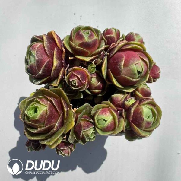 Aeonium Greenovia Red Velvet Clustering (4pcs/pot) - Image 2