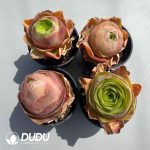 Aeonium Greenovia Diplocyclum Set (4 pots/set)