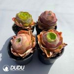 Aeonium Greenovia Diplocyclum Set (4 pots/set) - Image 2