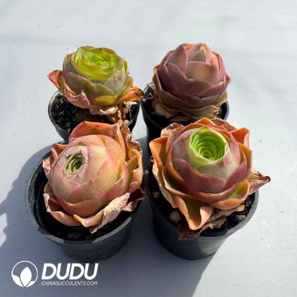 Aeonium Greenovia Diplocyclum Set (4 pots/set) - Image 2