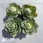 Aeonium Aureum Pink Set (4 pots/set)
