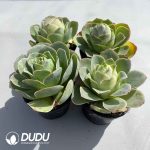 Aeonium Aureum Pink Set (4 pots/set) - Image 2
