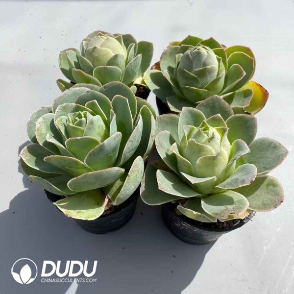 Aeonium Aureum Pink Set (4 pots/set) - Image 2