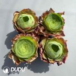 Aeonium Greenovia Diplocycla Guarimiar Set (4 pots/set)