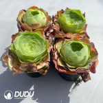 Aeonium Greenovia Diplocycla Guarimiar Set (4 pots/set) - Image 2