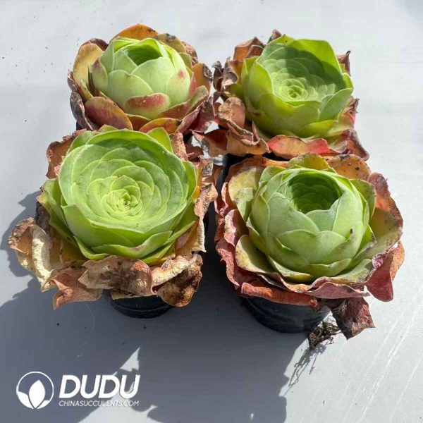 Aeonium Greenovia Diplocycla Guarimiar Set (4 pots/set) - Image 2