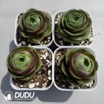 Aeonium Greenovia Little Red Cap Set (4 pots/set)