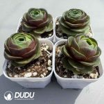 Aeonium Greenovia Little Red Cap Set (4 pots/set) - Image 2