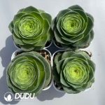 Aeonium Greenovia Diplocycla Set (4 pots/set)