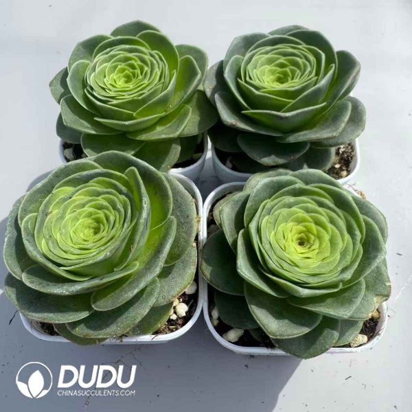 Aeonium Greenovia Diplocycla Set (4 pots/set) - Image 2