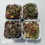 Aeonium Greenovia Red Velvet Set (4 pots/set)