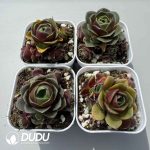 Aeonium Greenovia Red Velvet Set (4 pots/set) - Image 2