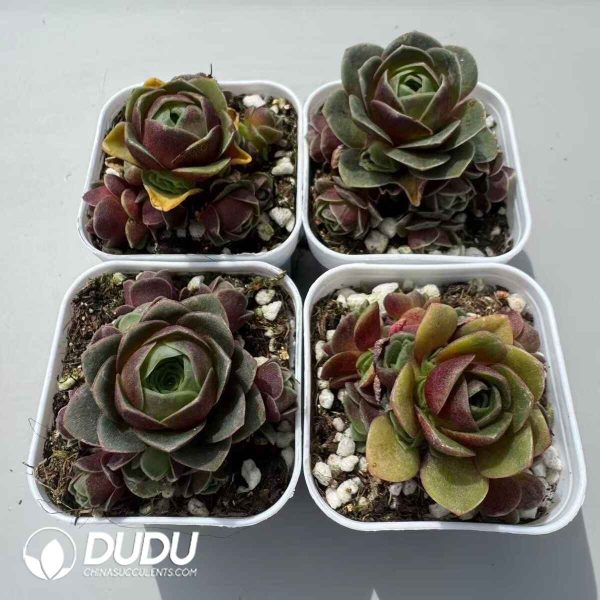 Aeonium Greenovia Red Velvet Set (4 pots/set) - Image 2