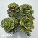 Aeonium Greenovia Simsii Clustering (4 pots/set)
