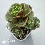 Aeonium Greenovia Simsii Clustering (4 pots/set) - Image 2