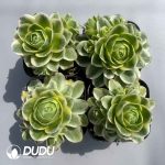 Aeonium Greenovia Dawn of Spring Clustering Set (4 pots/set)