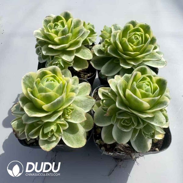 Aeonium Greenovia Dawn of Spring Clustering Set (4 pots/set) - Image 2