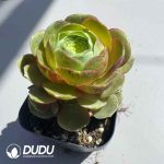 Aeonium Greenovia Crimson Rose Clustering