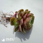 Aeonium Greenovia Crimson Rose Clustering - Image 2