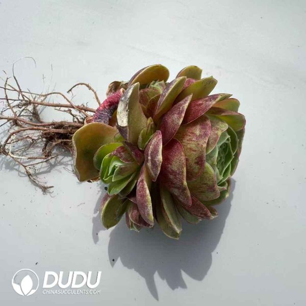 Aeonium Greenovia Crimson Rose Clustering - Image 2