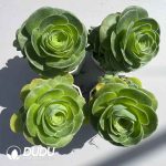 Aeonium Greenovia Chanjuan Set (4 pots/set)