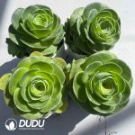 Aeonium Greenovia Chanjuan Set (4 pots/set) - Image 2