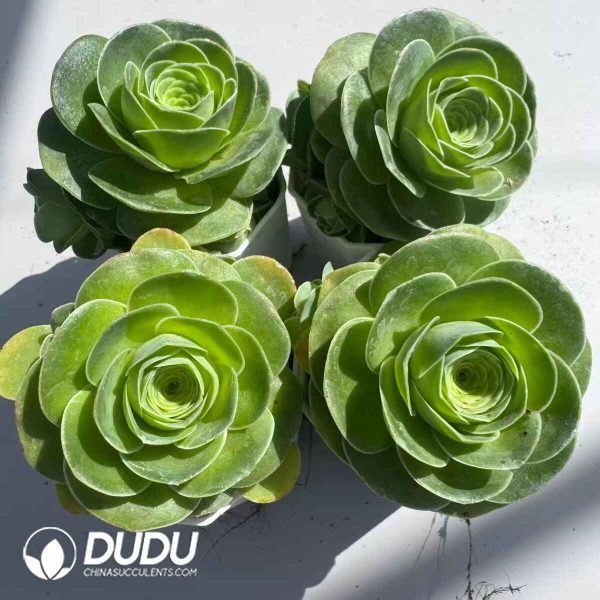 Aeonium Greenovia Chanjuan Set (4 pots/set) - Image 2