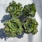 Aeonium Greenovia Rattled Bubbles Clustering Set (4 pots/set)