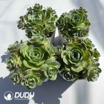 Aeonium Greenovia Rattled Bubbles Clustering Set (4 pots/set) - Image 2