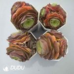 Aeonium Greenovia Diplocycla Muse Clustering Set (4 pots/set)
