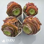 Aeonium Greenovia Diplocycla Muse Clustering Set (4 pots/set) - Image 2