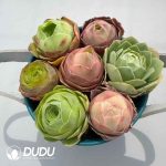 Aeonium Greenovia Mixed Set (7pcs/pot)