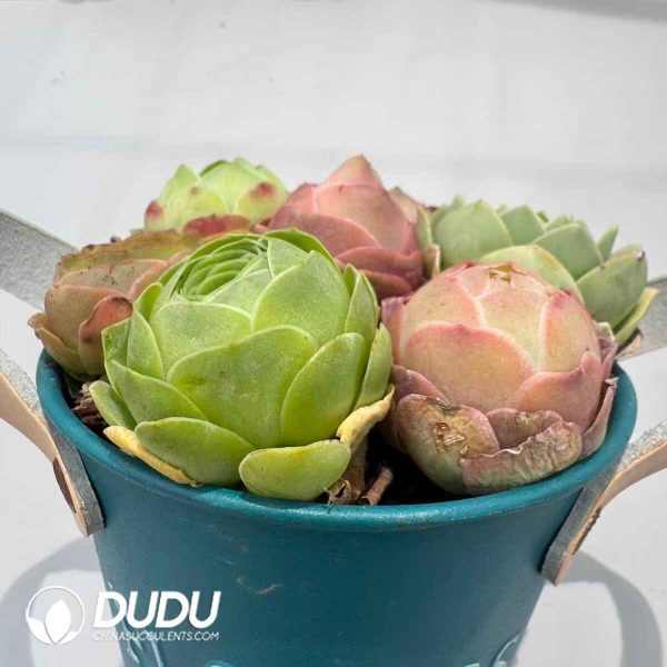 Aeonium Greenovia Mixed Set (7pcs/pot) - Image 2